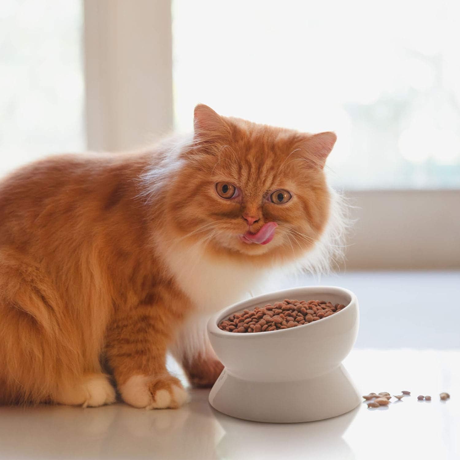 The Catfia Executive Dining: The Tilted Ceramic Throne